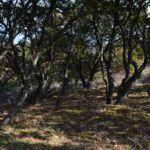 Μονοπάτι 2 | Μονοπάτια στην Άνδρο